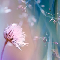 ViralVibesOnly的头像-平头哥科技网