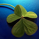 幻月之痕的头像-平头哥科技网