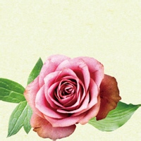 疾风行者的头像-平头哥科技网