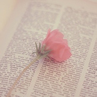 Aurora星的头像-平头哥科技网