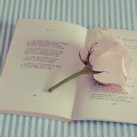 奶香猫的头像-平头哥科技网