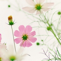 古井幽兰的头像-平头哥科技网