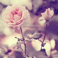 沉稳派的头像-平头哥科技网