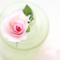 小溪的头像-平头哥科技网