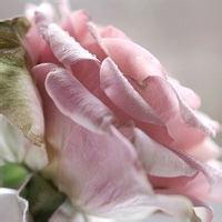 社牛镜像的头像-平头哥科技网