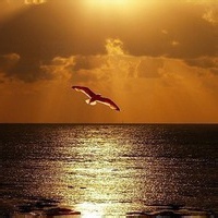 幽灵小馆的头像-平头哥科技网