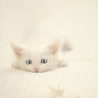 Cipher_密码的头像-平头哥科技网