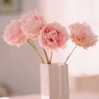 苍夜客的头像-平头哥科技网